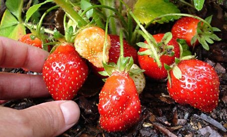 Strawberries 1 Richs Kitchen Search Questions Strawberries Image